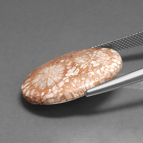 16.71カラットの天然マルチカラー化石サンゴ、オーバルカット、オペーク