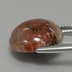 8.69カラットの天然マルチカラー化石サンゴ（14.36 mm・ラウンドカット）