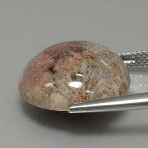 14.40カラットの天然マルチカラー化石サンゴ、ラウンドカット、オペーク