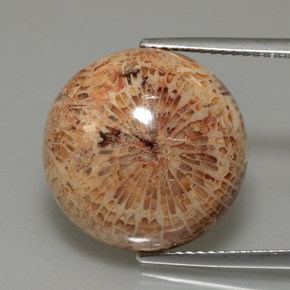 13.26カラットの天然マルチカラー化石サンゴ、ラウンドカット、オペーク