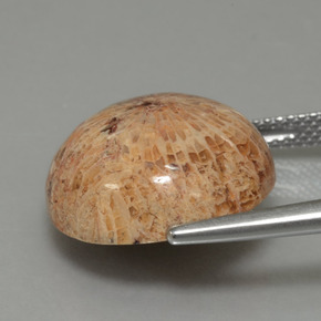 13.26カラットの天然マルチカラー化石サンゴ、ラウンドカット、オペーク