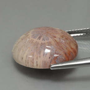 12.48カラットの天然マルチカラー化石サンゴ、ラウンドカット、オペーク