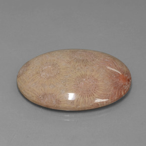 56.57カラットの天然マルチカラー化石サンゴ、オーバルカット、オペーク