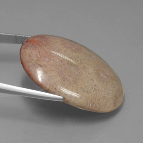 56.57カラットの天然マルチカラー化石サンゴ、オーバルカット、オペーク