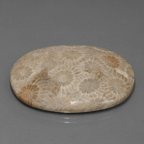 49.51カラットの天然マルチカラー化石サンゴ、オーバルカット、オペーク