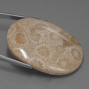 49.51カラットの天然マルチカラー化石サンゴ、オーバルカット、オペーク