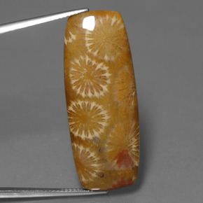 25.14カラットの天然マルチカラー化石サンゴ、クッションカット、オペーク