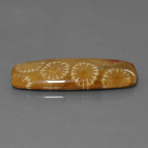 25.14カラットの天然マルチカラー化石サンゴ、クッションカット、オペーク