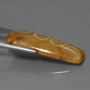 25.14カラットの天然マルチカラー化石サンゴ、クッションカット、オペーク