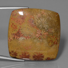 46.89カラットの天然マルチカラー化石サンゴ、クッションカット、オペーク