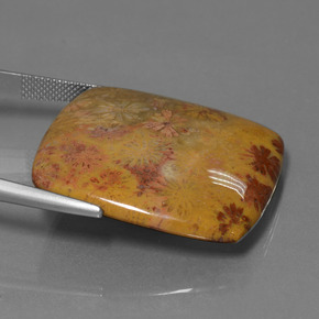 46.89カラットの天然マルチカラー化石サンゴ、クッションカット、オペーク