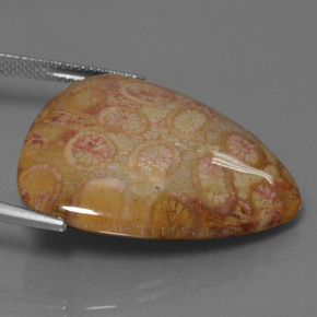 28.95カラットの天然マルチカラー化石サンゴ（28.6×27.4 mm・トリリアント）