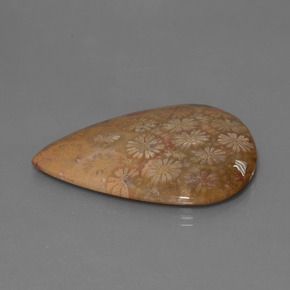 53.96カラットの天然マルチカラー化石サンゴ、洋梨の形、オペーク