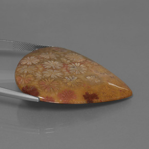 53.96カラットの天然マルチカラー化石サンゴ、洋梨の形、オペーク