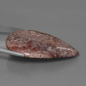 65.56カラットの天然マルチカラー化石サンゴ（46.5×33.7 mm・洋梨の形）
