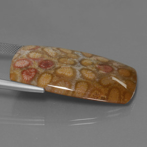 45.68カラットの天然マルチカラー化石サンゴ、クッションカット、オペーク