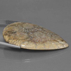 70.58カラットの天然マルチカラー化石サンゴ、洋梨の形、オペーク