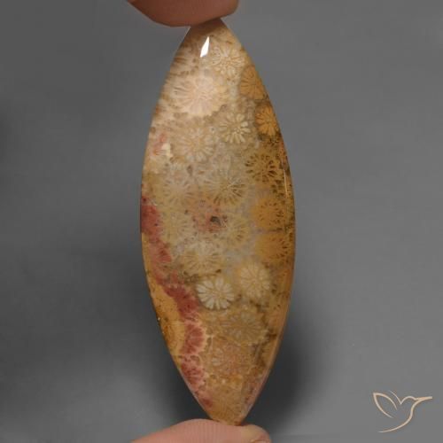 56.57ct 天然 マルチカラー 化石サンゴ, マーキーズ, オペーク