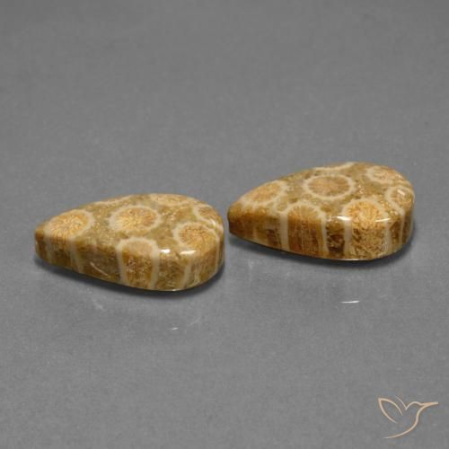 Shop natural 19.84ct マルチカラー 化石サンゴ gems, 洋梨の形, from インドネシア at GemSelect. In stock, global shipping!