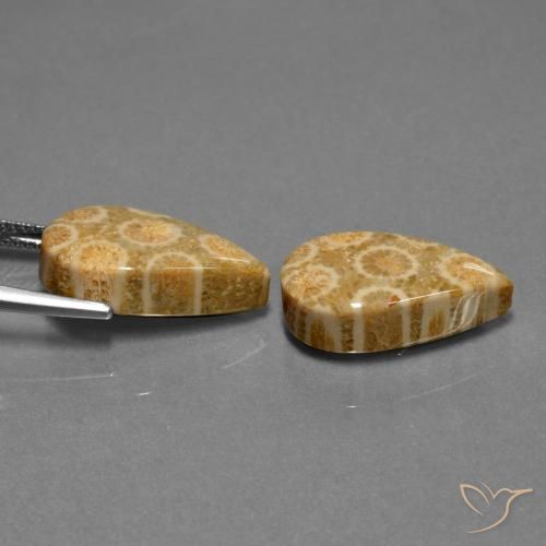 Shop natural 19.84ct マルチカラー 化石サンゴ gems, 洋梨の形, from インドネシア at GemSelect. In stock, global shipping!