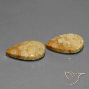 Shop natural 23.88ct マルチカラー 化石サンゴ gems, 洋梨の形, from インドネシア at GemSelect. In stock, global shipping!