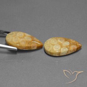 Shop natural 23.88ct マルチカラー 化石サンゴ gems, 洋梨の形, from インドネシア at GemSelect. In stock, global shipping!