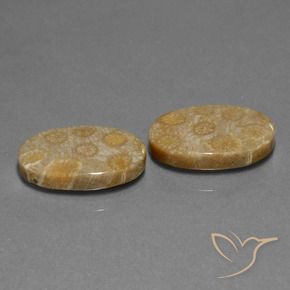 Shop natural 23.01ct マルチカラー 化石サンゴ gems, 楕円形, from インドネシア at GemSelect. In stock, global shipping!