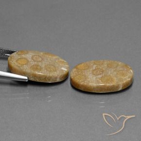Shop natural 23.01ct マルチカラー 化石サンゴ gems, 楕円形, from インドネシア at GemSelect. In stock, global shipping!
