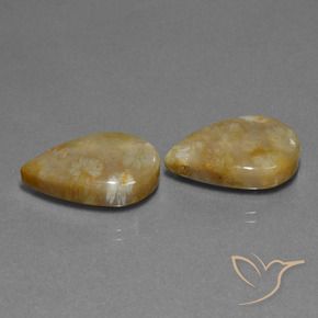 Shop natural 21.95ct マルチカラー 化石サンゴ gems, 洋梨の形, from インドネシア at GemSelect. In stock, global shipping!