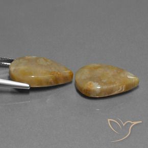 Shop natural 21.95ct マルチカラー 化石サンゴ gems, 洋梨の形, from インドネシア at GemSelect. In stock, global shipping!