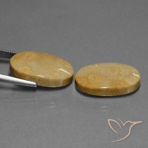 Shop natural 32.11ct マルチカラー 化石サンゴ gems, 楕円形, from インドネシア at GemSelect. In stock, global shipping!