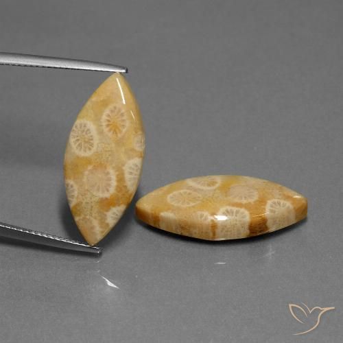 Shop natural 20.04ct マルチカラー 化石サンゴ gems, マーキーズ, from インドネシア at GemSelect. In stock, global shipping!