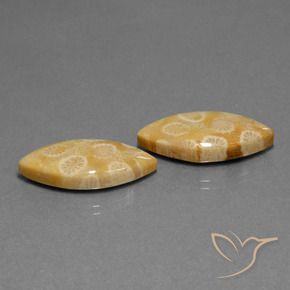 Shop natural 20.04ct マルチカラー 化石サンゴ gems, マーキーズ, from インドネシア at GemSelect. In stock, global shipping!