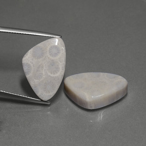 自然派の商品を探す ct マルチカラー 化石サンゴ 宝石, トリリオン, インドネシア からGemSelectで. 在庫あり、世界各国へ発送!