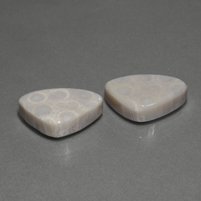 自然派の商品を探す ct マルチカラー 化石サンゴ 宝石, トリリオン, インドネシア からGemSelectで. 在庫あり、世界各国へ発送!