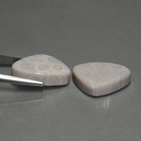 自然派の商品を探す ct マルチカラー 化石サンゴ 宝石, トリリオン, インドネシア からGemSelectで. 在庫あり、世界各国へ発送!