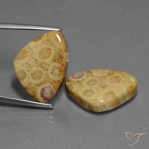 Shop natural 28.33ct マルチカラー 化石サンゴ gems, トリリオン, from インドネシア at GemSelect. In stock, global shipping!