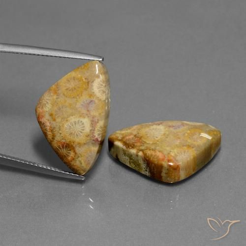 . 兆個の化石サンゴ宝石   .2 x .3 mm   GemSelect