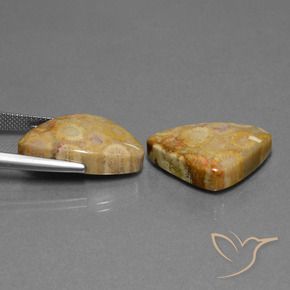 Shop natural 28.03ct マルチカラー 化石サンゴ gems, トリリオン, from インドネシア at GemSelect. In stock, global shipping!