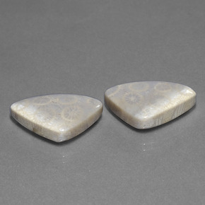 21.39カラットの天然マルチカラー化石サンゴ（20.9×13.3 mm・トリリアント）