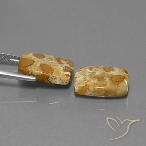 Shop natural 19.08ct マルチカラー 化石サンゴ gems, クッション, from インドネシア at GemSelect. In stock, global shipping!