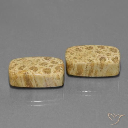 Shop natural 28.81ct マルチカラー 化石サンゴ gems, クッション, from インドネシア at GemSelect. In stock, global shipping!