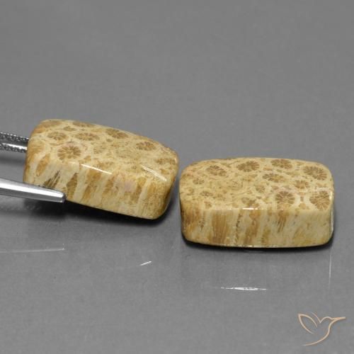 Shop natural 28.81ct マルチカラー 化石サンゴ gems, クッション, from インドネシア at GemSelect. In stock, global shipping!