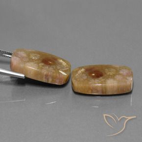 Shop natural 30.11ct マルチカラー 化石サンゴ gems, クッション, from インドネシア at GemSelect. In stock, global shipping!