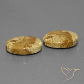 Shop natural 25.37ct マルチカラー 化石サンゴ gems, 楕円形, from インドネシア at GemSelect. In stock, global shipping!