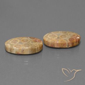 Shop natural 19.28ct マルチカラー 化石サンゴ gems, 楕円形, from インドネシア at GemSelect. In stock, global shipping!