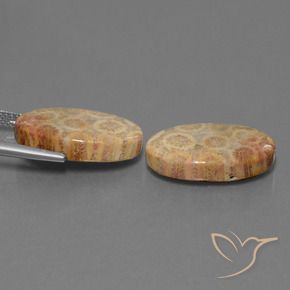 Shop natural 19.28ct マルチカラー 化石サンゴ gems, 楕円形, from インドネシア at GemSelect. In stock, global shipping!