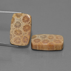 自然派の商品を探す ct マルチカラー 化石サンゴ 宝石, クッションカット, インドネシア からGemSelectで. 在庫あり、世界各国へ発送!