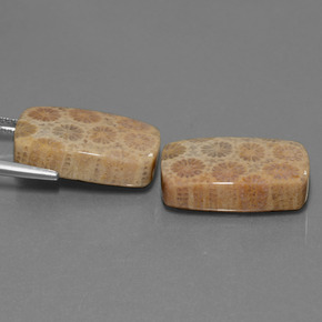 自然派の商品を探す ct マルチカラー 化石サンゴ 宝石, クッションカット, インドネシア からGemSelectで. 在庫あり、世界各国へ発送!