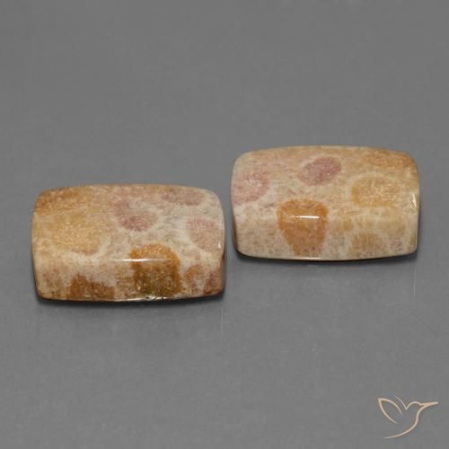 Shop natural 35.05ct マルチカラー 化石サンゴ gems, クッション, from インドネシア at GemSelect. In stock, global shipping!